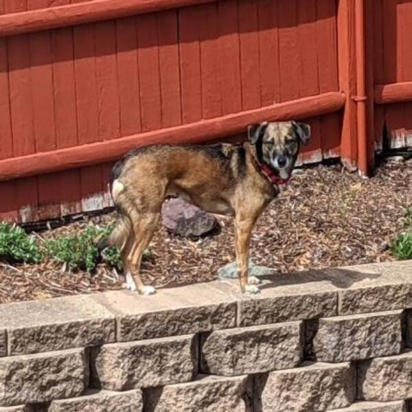 Pet of the Week
